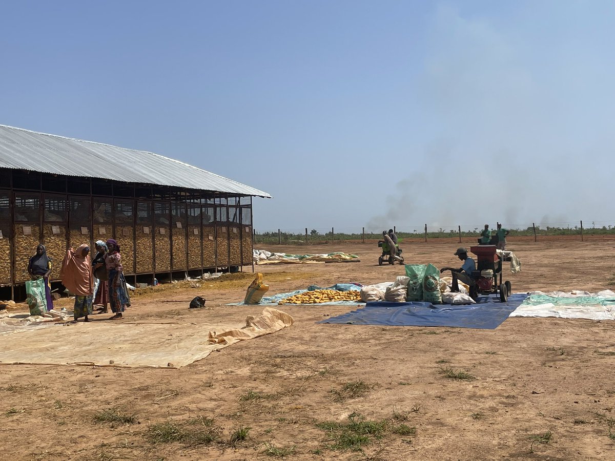 ShoutsAndMiras's tweet photo. A small piece of good news to counter all the bad: we think our partner maize farmers might reach yields of 10 MT per hectare this season! Each of the “maize cages” pictured holds the harvest of one farmer, from the 0.25 hectares that he or she cultivated. https://t.co/1u4sZ8emDY