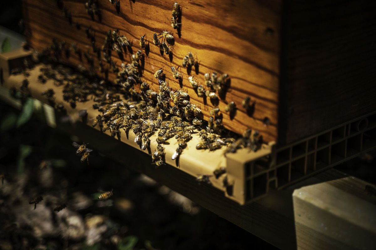 #mondaymotivation Zoom sur nos ruches de Malicorne sur Sarthe, où les abeilles travaillent dur 🐝 ! 8, c'est le nombre de 'métiers' que peuvent avoir les habitantes d'une ruche, voilà qui est étonnant ! Source : @Brut merci de vous intéresser à la biodiversité !