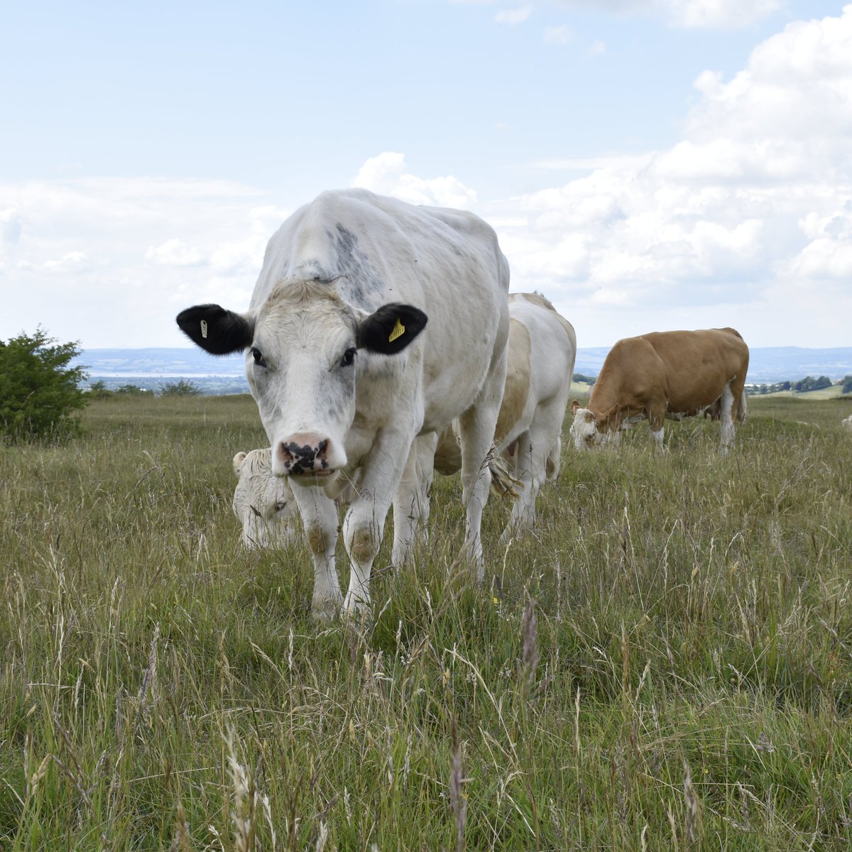 NTCotswolds's tweet photo. The evenings are starting to draw in now #autumn is here. Please don't forget the #cattle are still out and about on the commons and keep an eye out for them in the dark #RodboroughCommon #MinchinhamptonCommon https://t.co/rTTLaZofku