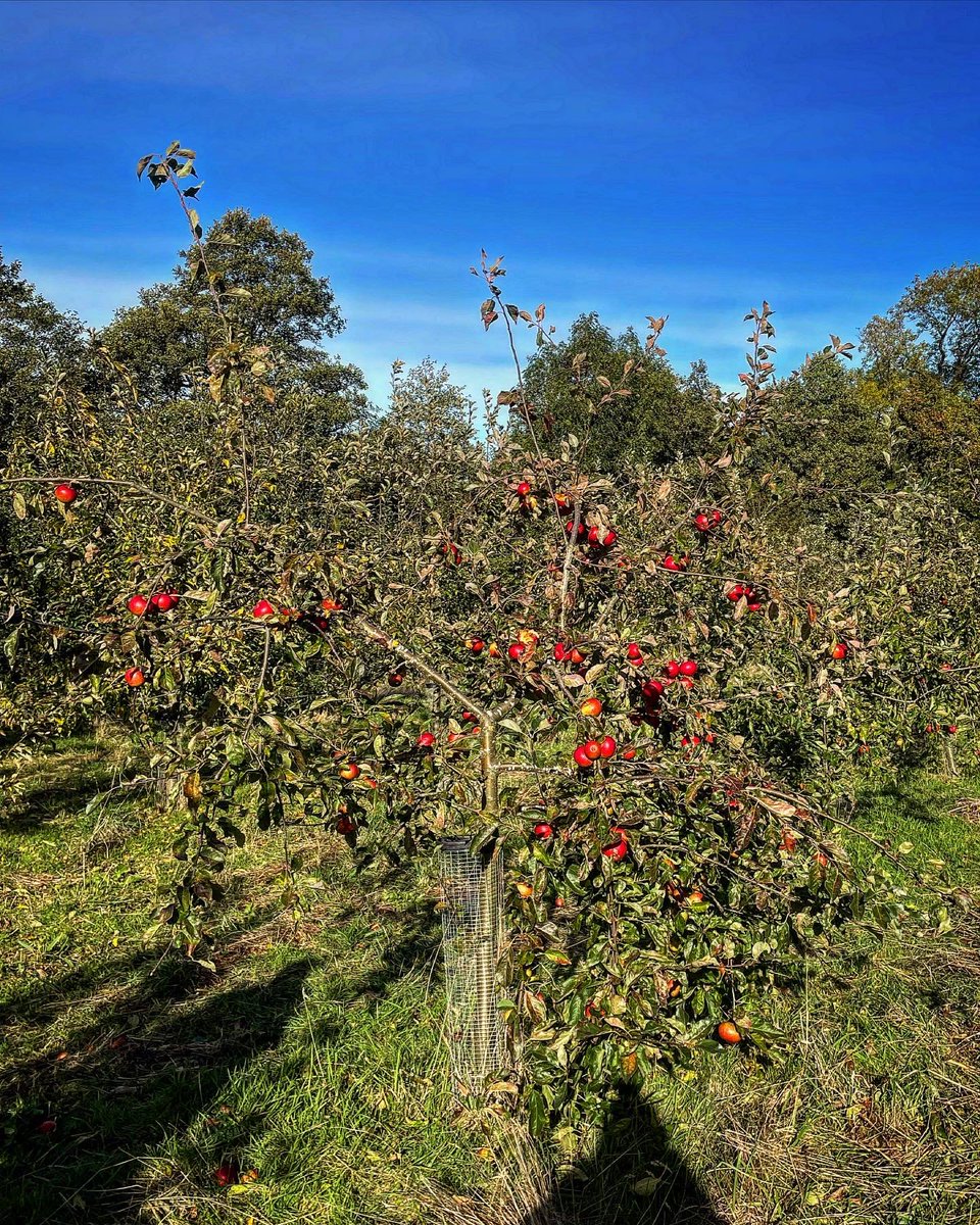 julia_perez08's tweet photo. A fantastic Sunday picking, pressing, drinking and eating all things apple with our DWF family! @DWF_Law @DWF_Foundation #therandomapplecompany #familyday https://t.co/mKjhJQlrt5