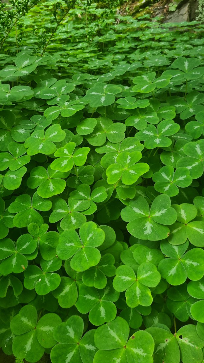 GM and good luck 🍀