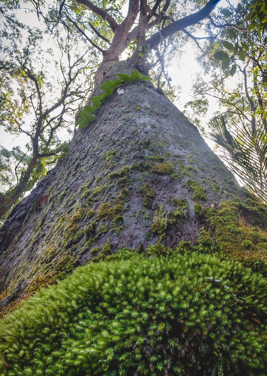 cmahlerphoto's tweet photo. Long way up
- MacMasters Beach NSW
#vero #landscape__photography #epic_captures #moody_capture #landscapephotography #cloud_capture #ilovephotography #lens_culture #globalcapture #Nature #raw_moody #raw_allnature #rawlandscape #DigitalArt #show_us_nature #allnatureshots https://t.co/dtRrWcbaIo