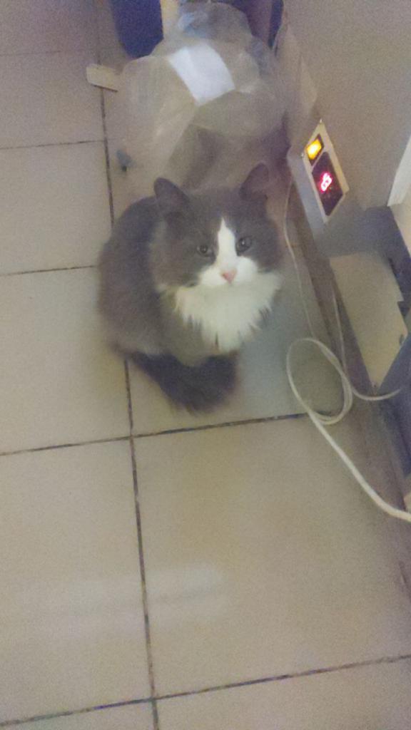 lesshomeless4's tweet photo. В г. Королев был найден такой красавец🐈‍⬛ Ему приблизительно два года и, судя по всему, он бывше-домашний - постоянно следует за человеком, ластится. Очень любит сидеть на коленях и мурчать. Давайте найдём этому компанейскому котику семью! https://t.co/Oo0K6QRgCc
