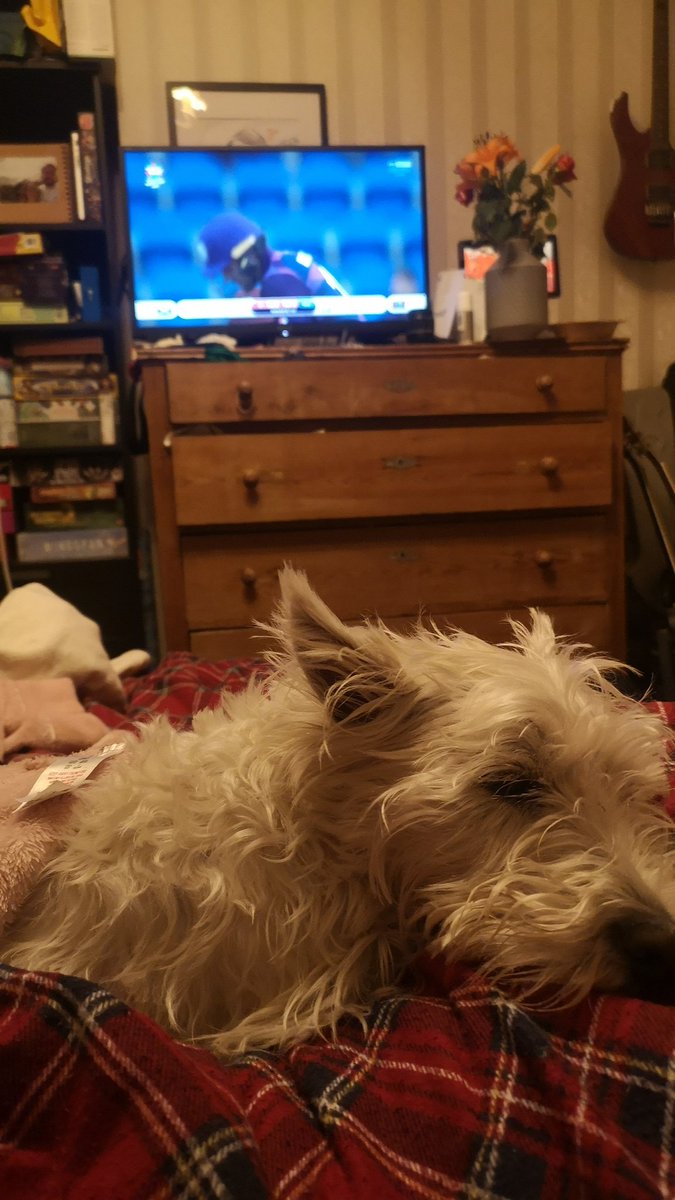 PsiBuck's tweet photo. Up early to watch @CricketScotland. Not sure about the commitment levels of the Westie

#followScotland 
#itsbehindyou https://t.co/36ffzOFctd