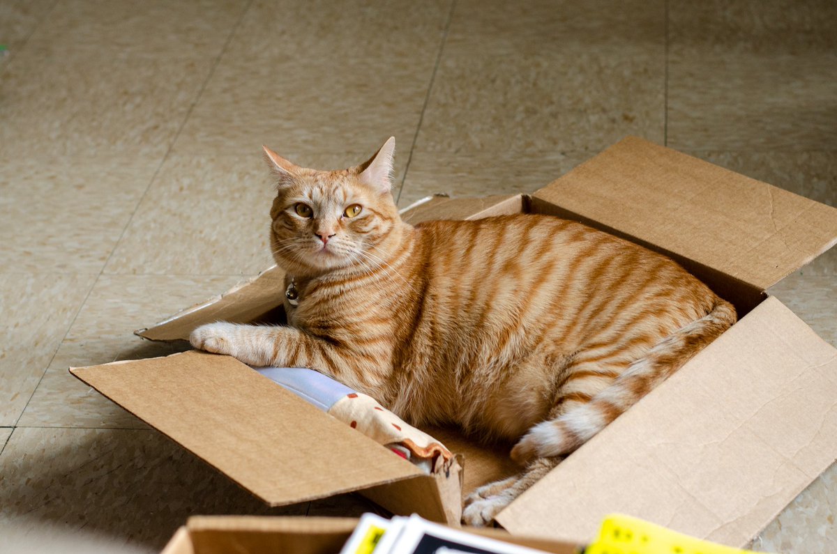 BrieAfraid Updates tweet media