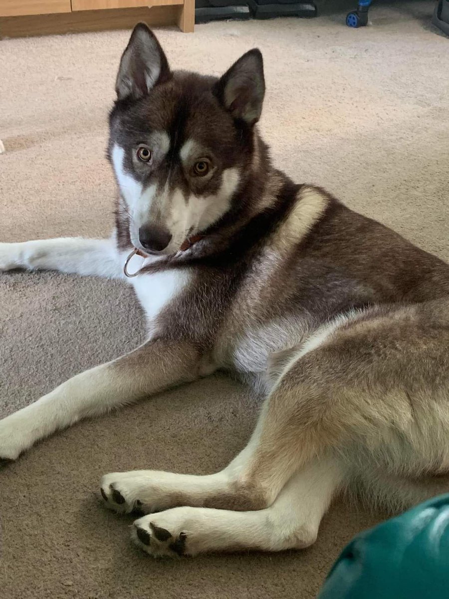 Hamish 🧡

Hamish has been settling into his foster home and thriving in a multi-dog pack and now is on the look out for his forever home 🏡 
 
Read more about Hamish here 👇

8belowhuskyrescue.org/dogs-available…