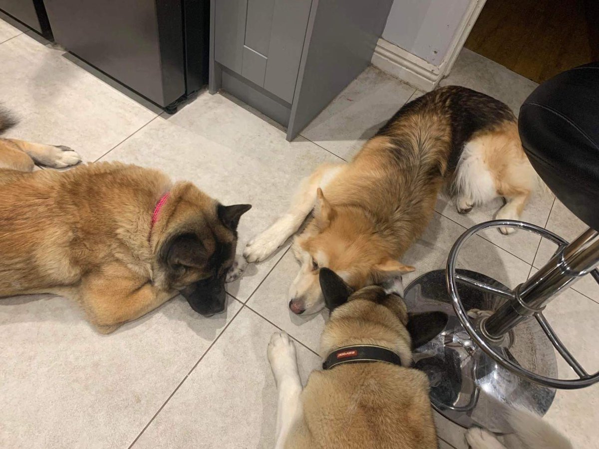 AKITA LOVERS 😍

Bella is looking for a FOREVER HOME 🏡 

Read more about what Bella's foster mum has to say on our website 👇

8belowhuskyrescue.org/dogs-available…