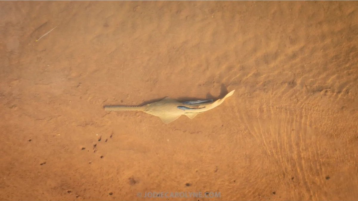SharksAndRaysAu's tweet photo. It's our favourite day of the year. It's International Sawfish Day! 🎉 
To celebrate why grab some SARA merch? All proceeds go to #conservation and #research of #sawfish and other endangered elasmobranchs! https://t.co/YYKGnPOzM2

See this beautiful green #sawfish from Pilbara 😍 https://t.co/FYaL9m62ou