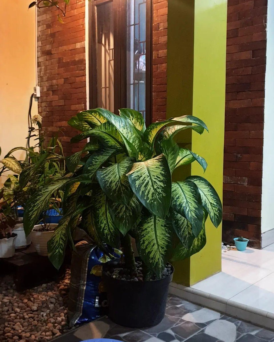 elzadeka's tweet photo. Salah satu tanaman mamaku di taman mungilnya yg selalu di rawat biar syantik #welovecities #weloveprobolinggo #dpuprpkpkotaprobolinggo https://t.co/FKToSD8JVR