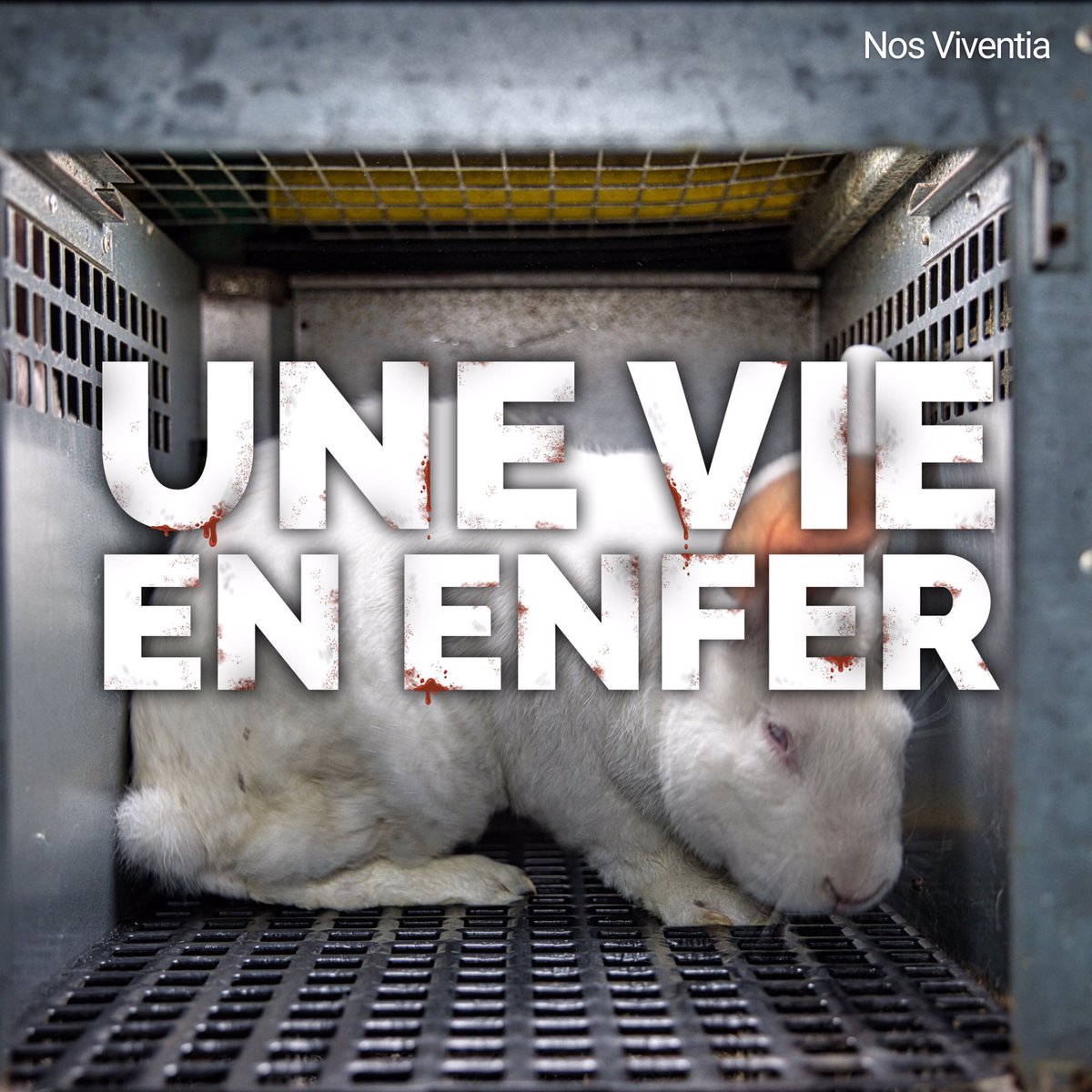 🚨 Enquête dans l’élevage des lapins pour la viande 

On a remonté la filière chez un des leaders français, on vous montre avec <a href="/eric_antoine/">Eric Antoine</a> 

Usine à sperme, insémination, lapins jetés vivants à la poubelle, maltraitance généralisée du début à la fin : youtu.be/DrYgUOwn2sA