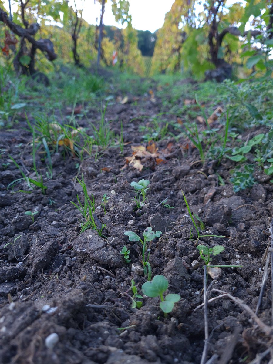 benoit51390's tweet photo. 10 jours après le semis direct, les engrais verts pointent le bout de leurs coltylédons.
Et ceux de l'année dernière se développent toujours (#sainfoin)
#Champagne
📍 #Vrigny
📌 #LesFormonts https://t.co/0s5H5TG7ah