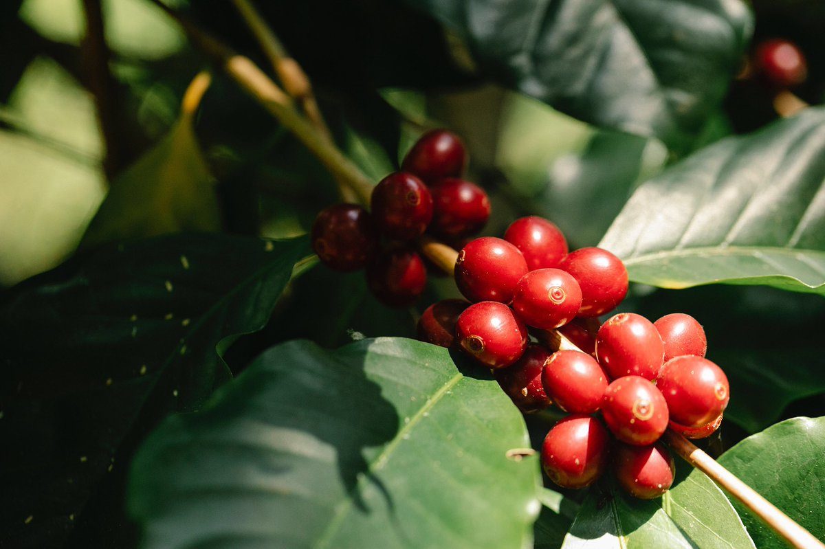 #MondayMorning 

The best thing about owning a coffee business is being able to follow every step of the process, from visiting the coffee plantation, buying green beans to producing a great cup of coffee ☕️ 
#mubugabiocoffee #coffelover #coffeeplantation #coffeetime #Rwanda