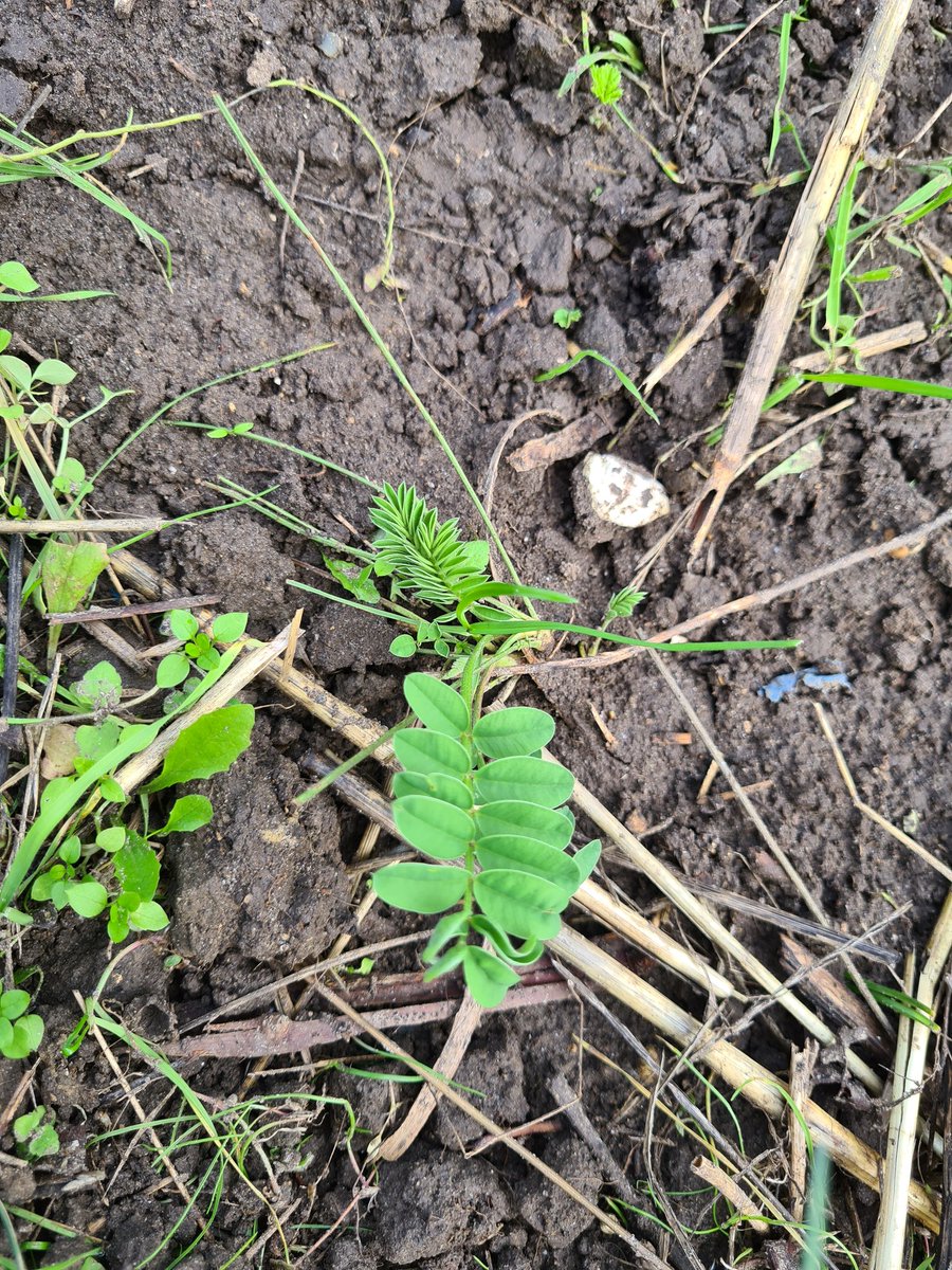 benoit51390's tweet photo. 10 jours après le semis direct, les engrais verts pointent le bout de leurs coltylédons.
Et ceux de l'année dernière se développent toujours (#sainfoin)
#Champagne
📍 #Vrigny
📌 #LesFormonts https://t.co/0s5H5TG7ah