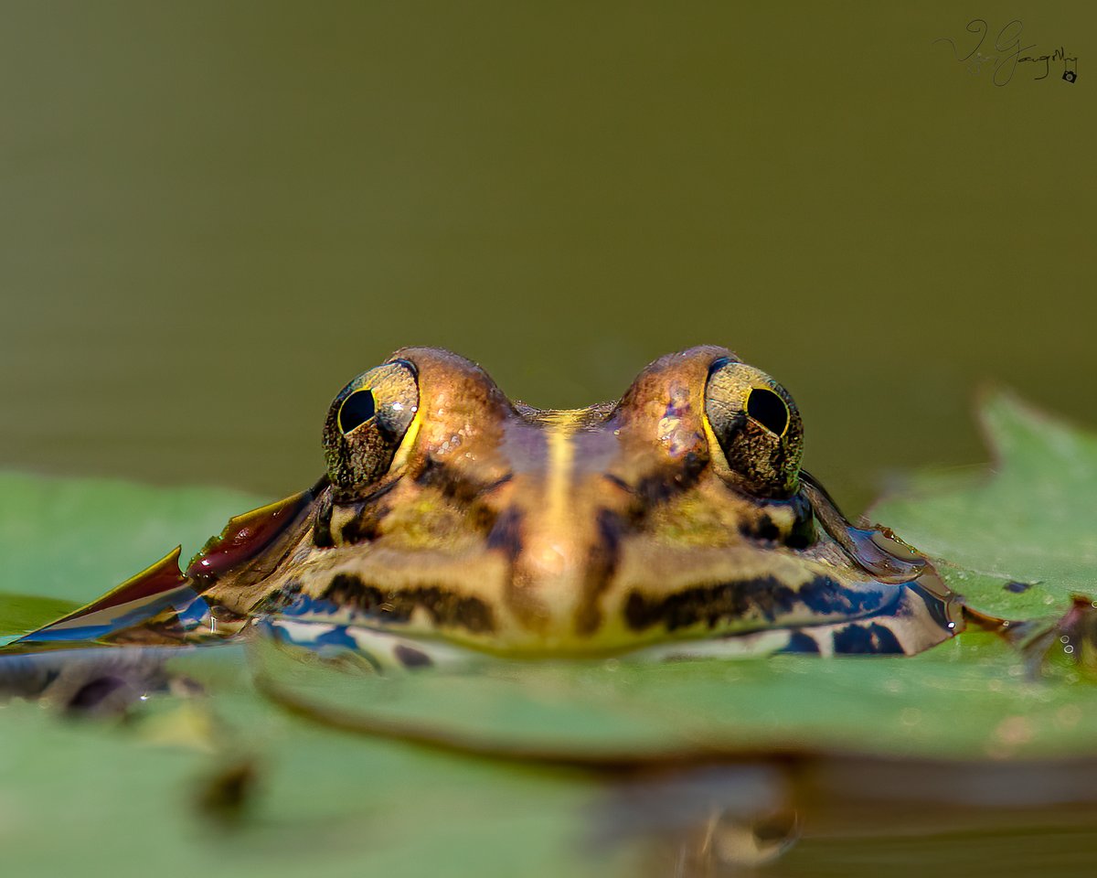 vijgang's tweet photo. Eye 2 Eye with an Indian Bull Frog
1/400 sec at f/6.3, ISO 100 at 400mm
.⠀⠀⠀
.⠀⠀⠀
.⠀⠀⠀
#canonindia #canonindia_official
#animalplanet
#natgeowild #natgeoindia #natgeoyourshot #yourshotphotographer
#frog #frogsofinstagram #amphibian #amphibians #amphibiansofinstagram https://t.co/QgthLNnMoE