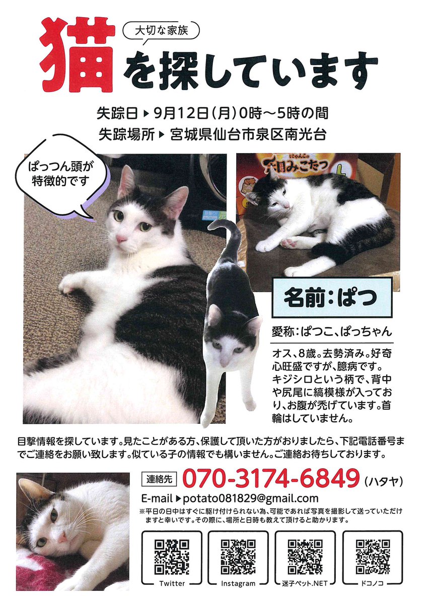 adpos_sendai's tweet photo. 【拡散希望】
猫を探しています！泉区南光台
ぱっつん頭が特徴的なキジシロの猫ちゃんです。首輪はしていません。
お心当たりのある方はDMでも、画像の番号でも構いませんので、ご連絡いただけますと幸いです🙇‍♀️

 #迷い猫 #迷子猫 #宮城県 #拡散希望 #RT拡散希望 #猫保護 
https://t.co/X9WEp8MtlH https://t.co/tQyrOoyoIf