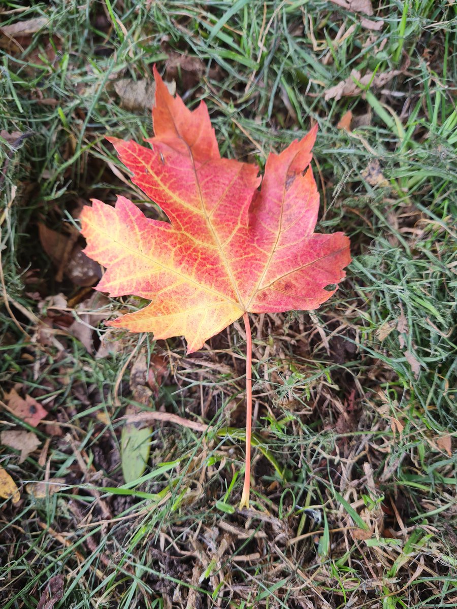 Sue_Keeper's tweet photo. #LeafRelief https://t.co/u8s73N1dhq