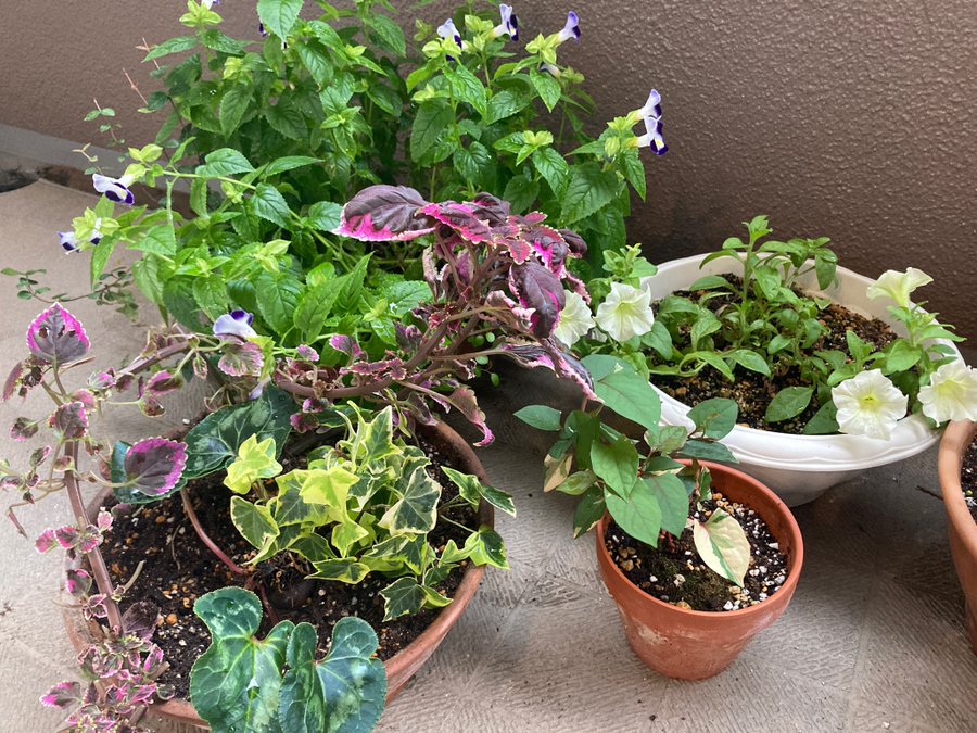 コリウス枯れさせず冬越しさせるポイント 自然植物図鑑