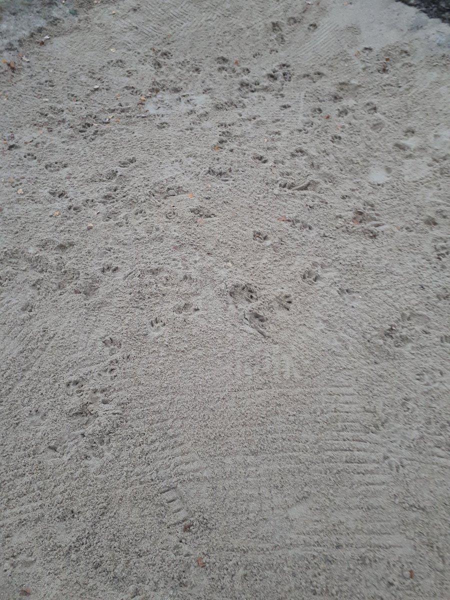 Completely wasted labour time, only raked earlier this morning.  Constant battle with dogs and their handlers or lack of handling <a href="/RushmereGolfCl1/">@RushmereGolfClub</a>