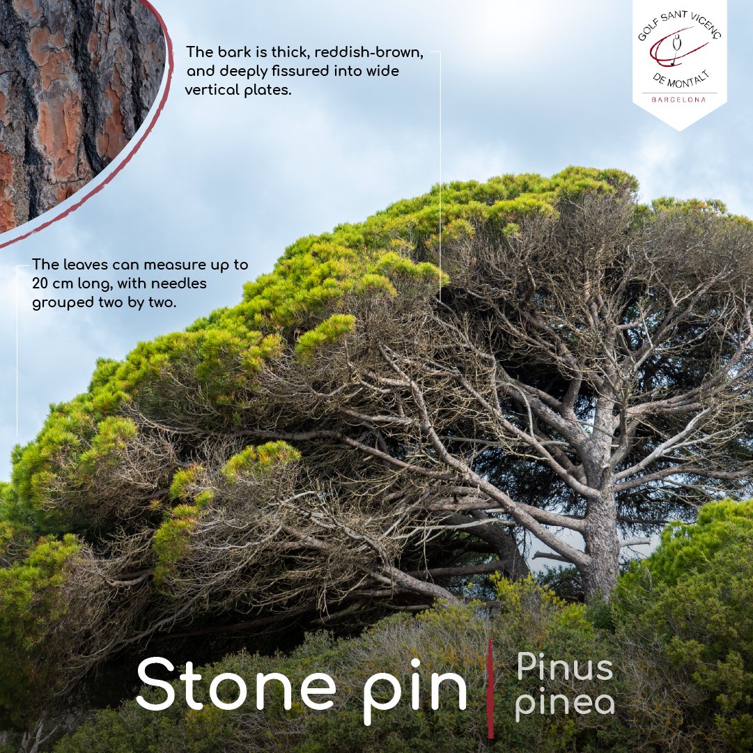 🌲⛅️Es una especie arbórea; Su nombre proviene del hecho de que produce como semilla grandes piñones consumidos por la humanidad desde tiempos inmemoriales, si bien los piñones de otras especies de pino también se pueden comer, son mucho más pequeños.

#Golf #mediterraneo