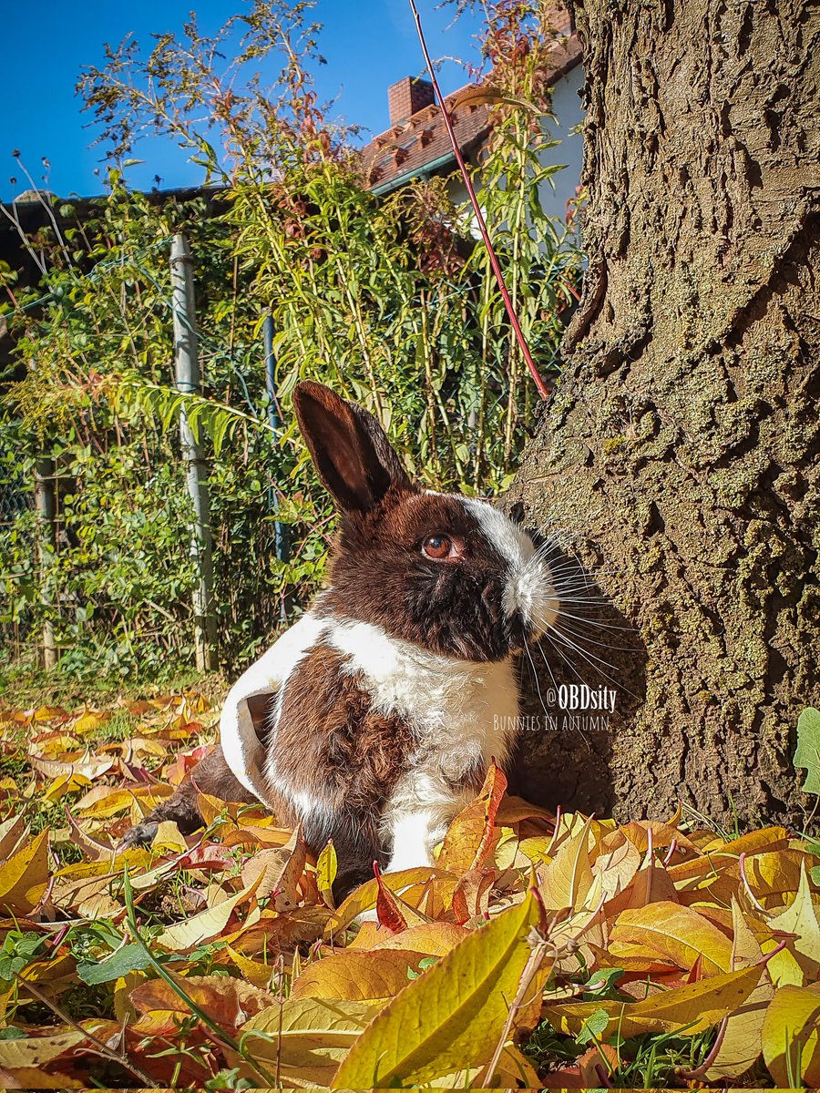 obdsity's tweet photo. Took Loamy out to enjoy the beautiful Autumn colors π₯° She hasn't been outside since my move & the wheelchair doesn't work on rough terrain. Only left her to chill under the tree for a sec while I was looking for a sling so I could walk her a bit π₯°
#LoamyLunes #LoamyLife https://t.co/9MestTSGFv
