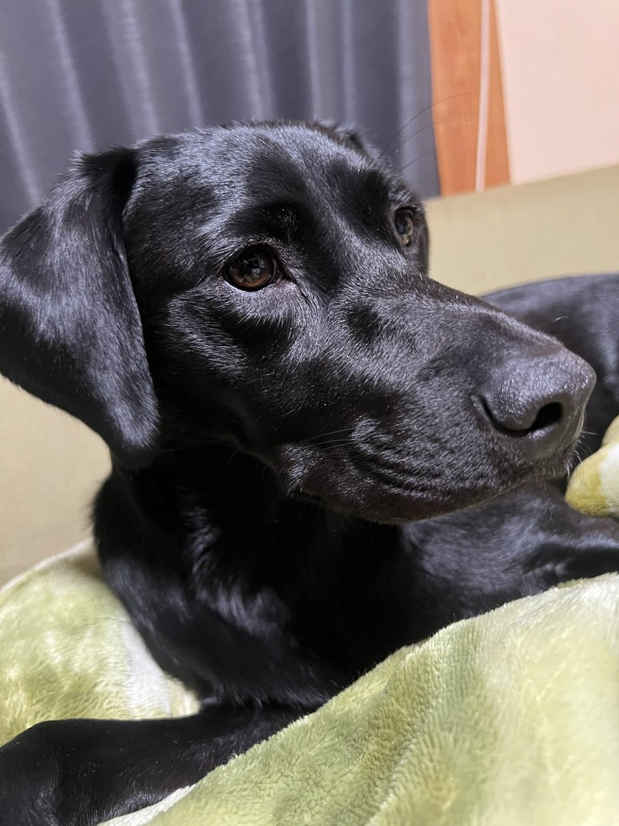 愛しているよ、ツヤツヤちゃん

#ラブラドールレトリバー　#黒ラブのいる暮らし