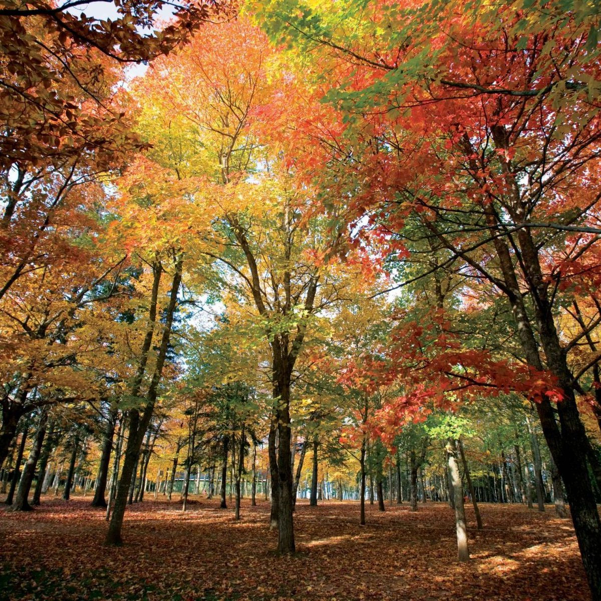 heidi_irmeli's tweet photo. Hyvää syksyistä maanantaita kaikille.
Happy autumn Monday for everyone. 🧩🧘‍♀️🍂
#syksyisetlehdet #autumnleaves #maanantai #Monday #twittermonday #viikko #week #twitterweek #lokakuu #October #lokakuu2022 #october2022 #syksy #autumn #syksy2022 #autumn2022 #hempula83 https://t.co/BGKqToyqxH