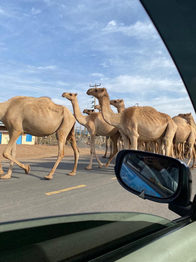 Clivemsaf's tweet photo. @Ma3Route is it only in Isiolo County where traffic can be caused by a herd of Carmels? https://t.co/Wzx49GNE9Z