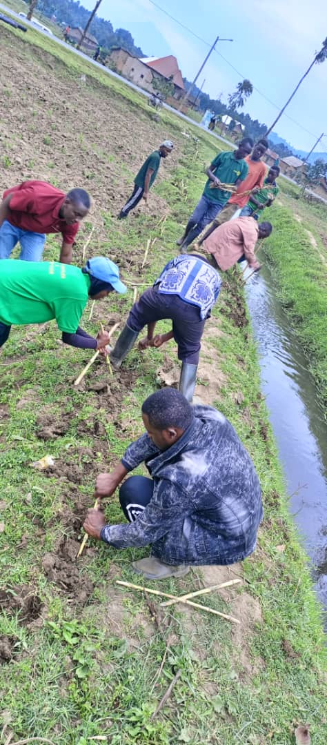 Hingamafaranga's tweet photo. Kubufatanye N'akarere ka @MusanzeDistrict katanze imbuto nshya y'ubwatsi  (Urubingo), Ejo hashize Abanyamuryango ba @Hingamafaranga betereye Urubingo aborozi Batuye mu midugugu itandukanye igize Utugari twa Sahara na Gisesero mu murenge Wa Busogo. 
@UR_CAVM @RwandaAgri https://t.co/TBkZ2ecq9Y
