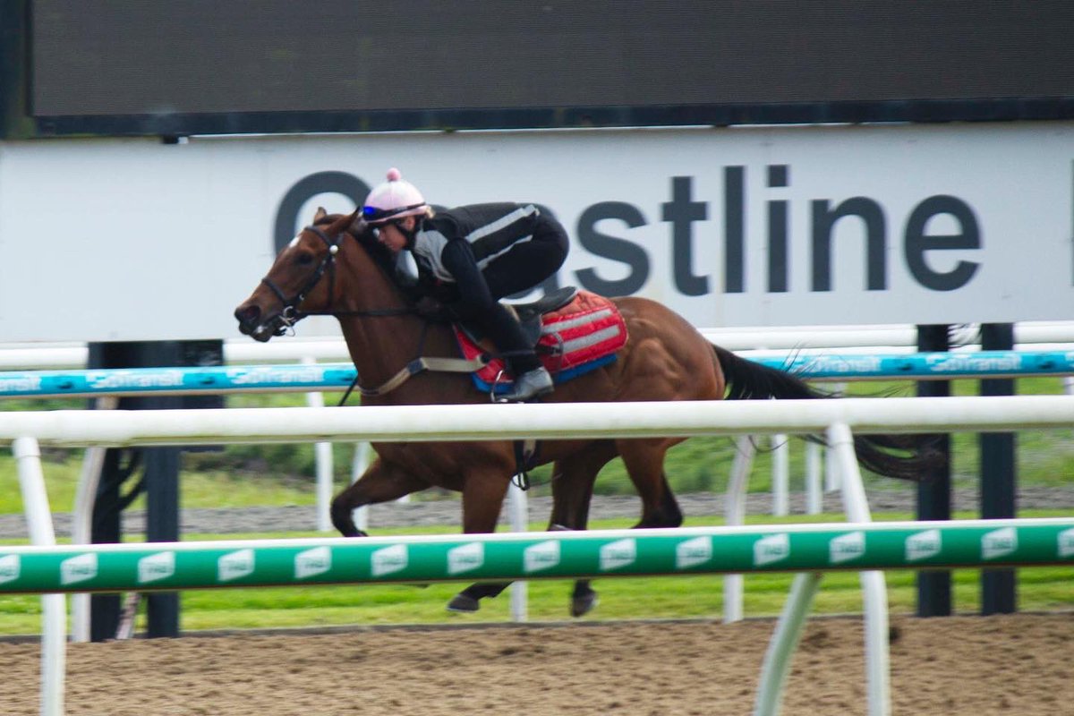 3Bloodstock's tweet photo. Quick trip to the Sunshine State to see our horses in work with Shaun Dwyer Jnr @SCTurfClub. They are looking 🤌🏻 https://t.co/k2KmcAEKUp
