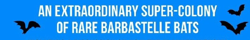 2 years ago the amazing scientific discovery of a supercolony of #barbastelle bats was made public👇 It is at very major risk from the NWL; and also at risk from the A47 dualling close-by &this is part of my legal challenges Give the bats a day in Court👉crowdjustice.com/case/stop-road…