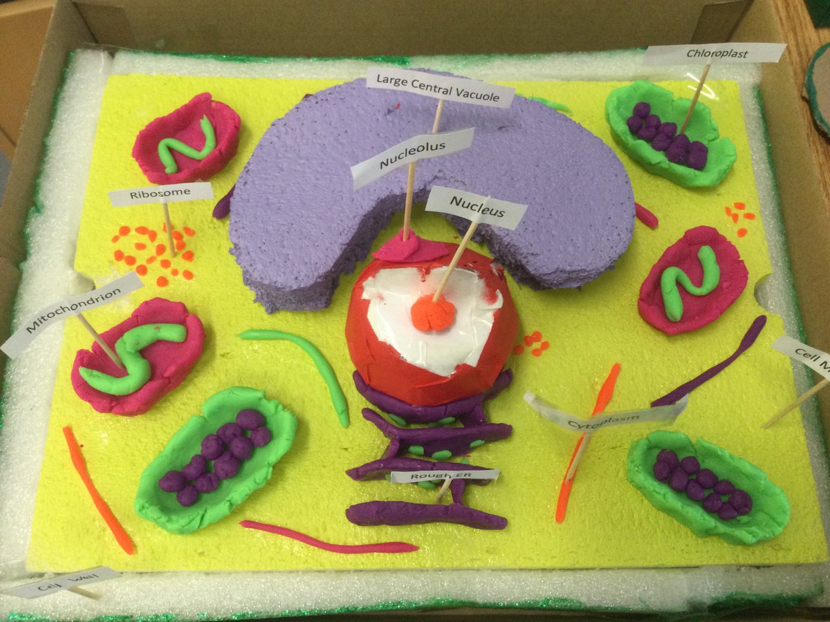 MuckrossCollege's tweet photo. 1st years from @MuckrossCollege showing their creativity! 3D models of Cells. This is just a small selection of their wonderful work! #JCTScience #girlsinSTEM https://t.co/m5n4JZXuUK