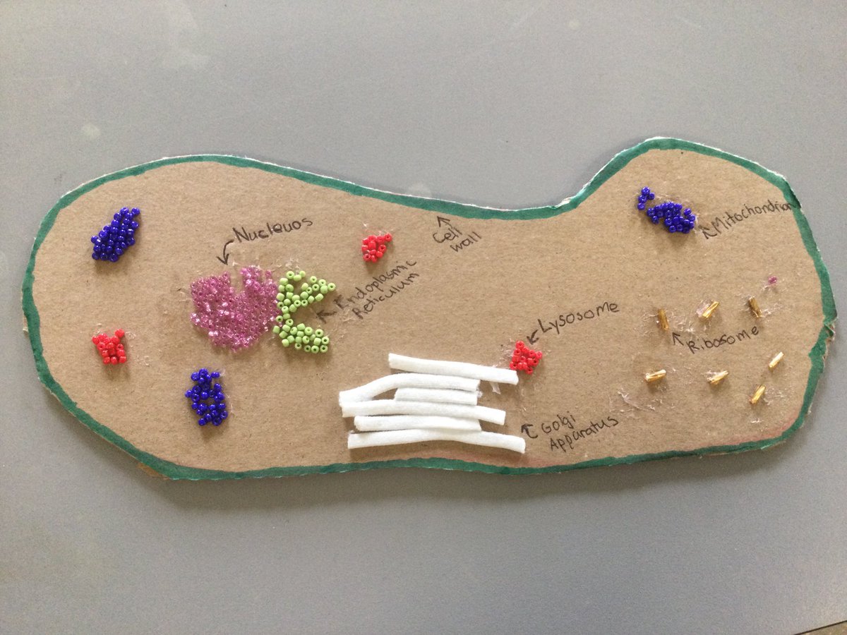 MuckrossCollege's tweet photo. 1st years from @MuckrossCollege showing their creativity! 3D models of Cells. This is just a small selection of their wonderful work! #JCTScience #girlsinSTEM https://t.co/m5n4JZXuUK