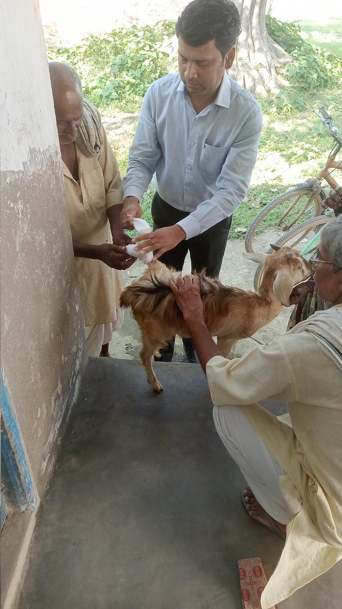 Mahtha95's tweet photo. Treatment of accidentally injured goat at veterinary hospital, Lakhnaur, Madhubani https://t.co/06k49E8N1k