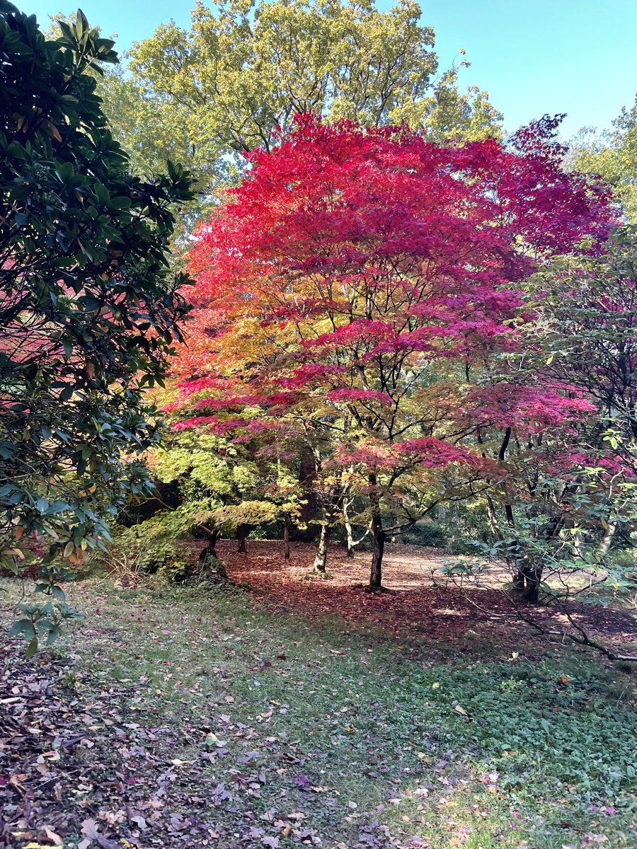 sarahrees500's tweet photo. We have some stunning autumn treasures in our lovely city 
#ILovesTheDiff https://t.co/W8ywmZXTXf
