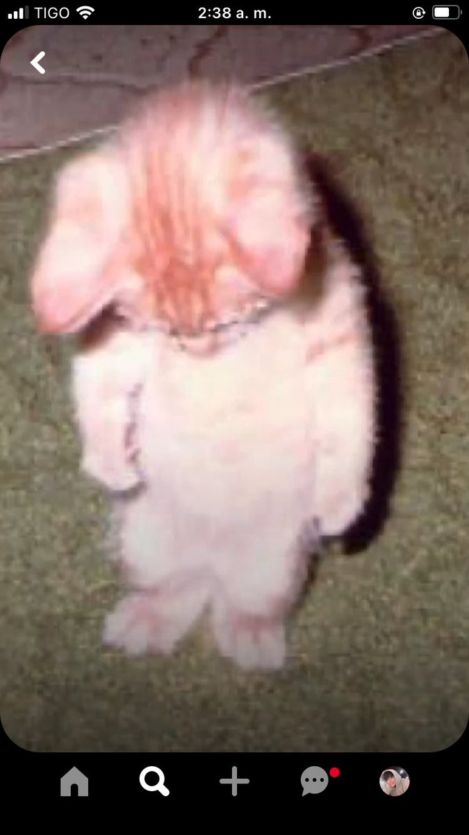 papienea's tweet image. Yo en este momento