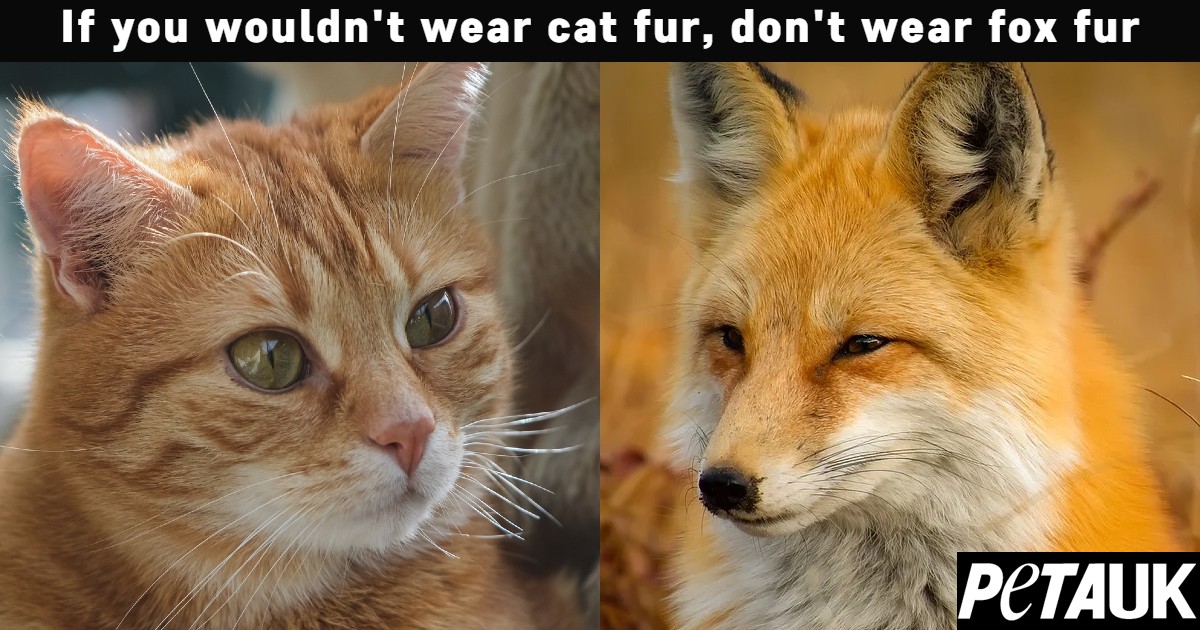 Don't wear ANYONE's fur. 
#FurIsDead