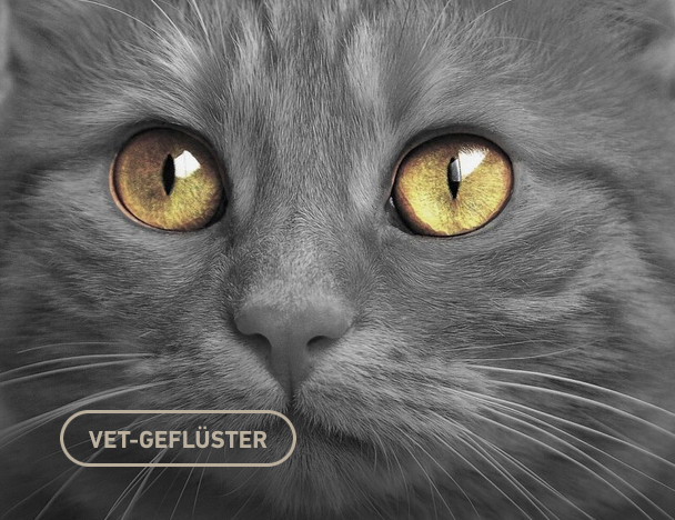 hunderunden's tweet photo. #Tierärztin Jana Wendt erklärt, warum sie ihre #Tierarztpraxis als Katzenfreundliche Praxis (@ISFMcats) hat zertifizieren lassen. #tierarzt #katzenmedizin #tiermedizin #kleintierpraxis
 https://t.co/2lbsaazcO0 https://t.co/zoJMHVrmtL
