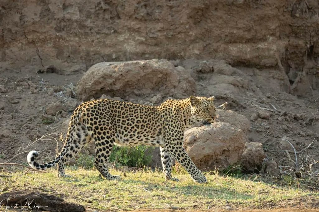 Mashatu_Reserve's tweet photo. All images taken in 1 morning drive by @JKleyn
#mashatu #mashatugamereserve #Botswana #travelafrica #ExploreBotswana #adventure #africa #travelgram #luxurydestination #thelandofthegiants #PushBW #ilovebotswana #PhotoMashatu https://t.co/UkjkcKZAxt