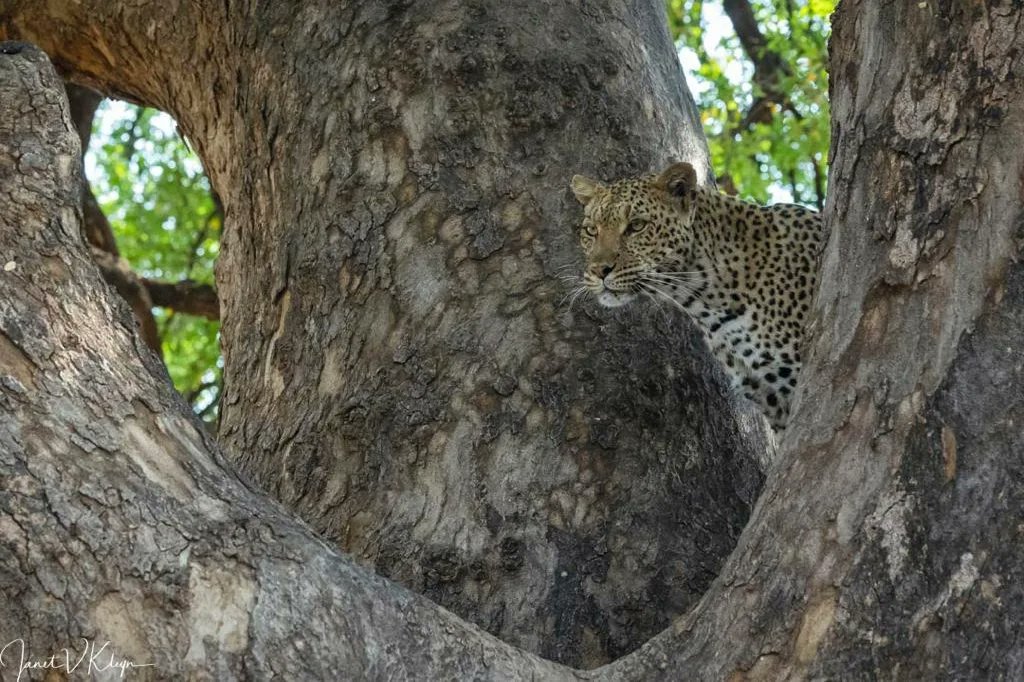 Mashatu_Reserve's tweet photo. All images taken in 1 morning drive by @JKleyn
#mashatu #mashatugamereserve #Botswana #travelafrica #ExploreBotswana #adventure #africa #travelgram #luxurydestination #thelandofthegiants #PushBW #ilovebotswana #PhotoMashatu https://t.co/UkjkcKZAxt