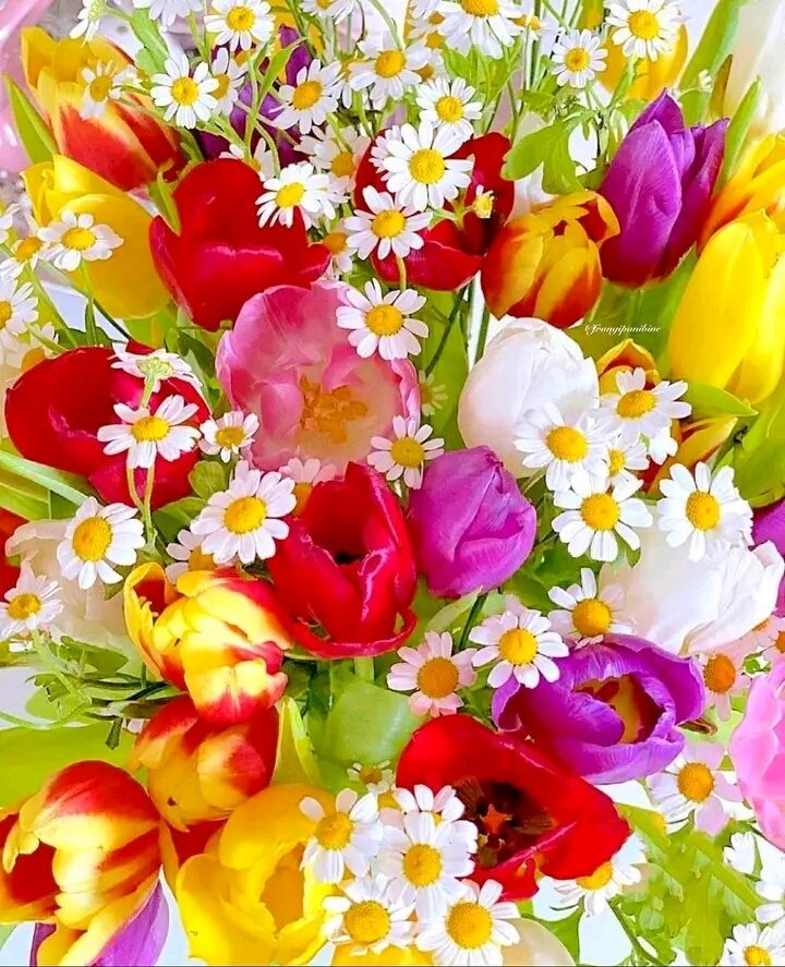 SisAssia tweet picture