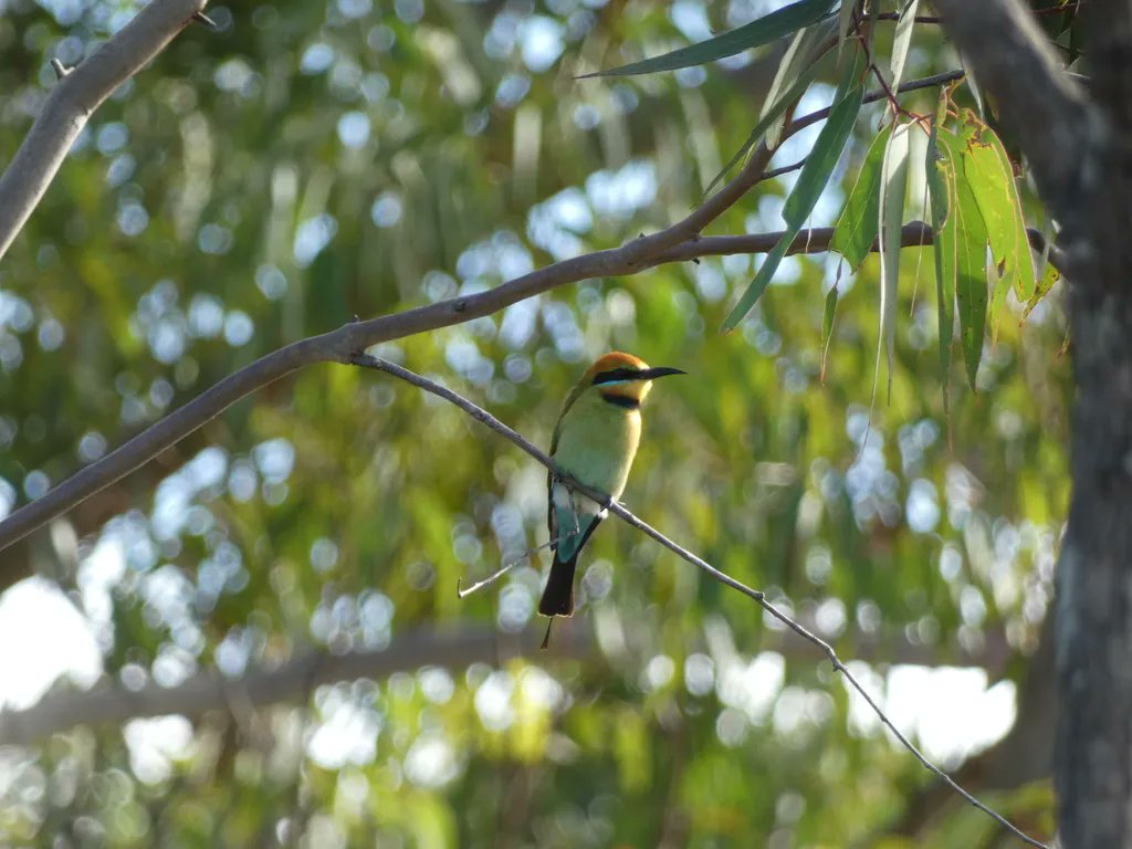 Today marks the start of #NationalBirdWeek for 2022 🦜💛 Organised and promoted by <a href="/BirdlifeOz/">BirdLife Australia</a> , National Bird Week inspires Australians to take action and get involved in bird conservation efforts.