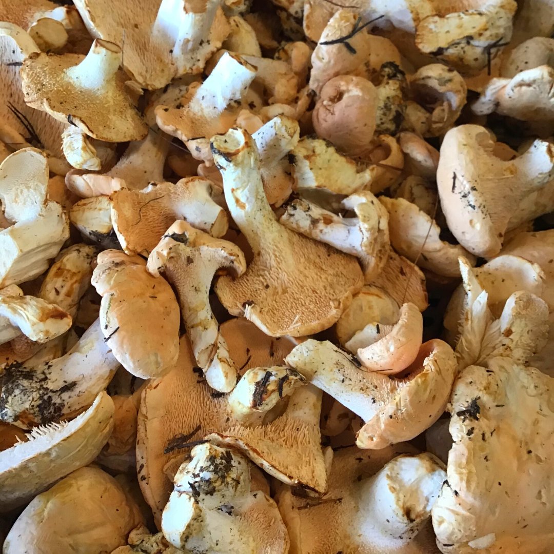 boletsdemenorca's tweet photo. 🍄BOLETS DE TEMPORADA🍄

📝La LENGUA DE VACA (hydnum albidum) es una seta que destaca por su carnosidad y agradable sabor.

📱Mándanos un whatsapp al 689 789 530 y apúntate a la lista para conocer la disponibilidad semanal de estas setas y poder disfrutarlas en casa https://t.co/G2IsC39a3A