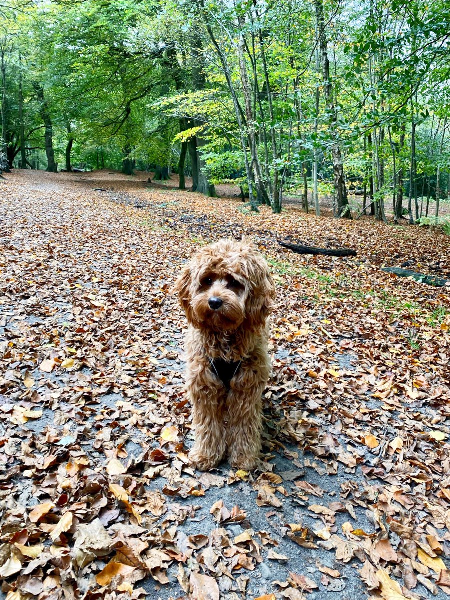 Lovely autumn walk with my mum 🧡🍁🍂🥮 #AutumnVibes #love #dogsoftwitter