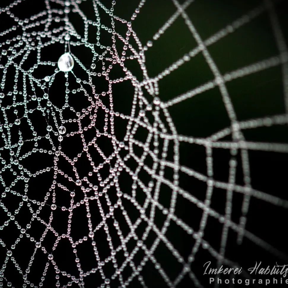 DavidHablutzel's tweet image. Spider net
Spinnennetz

umsiedlungen.ch

#macrofreaks #insta_macro #macro_turkey #insectguru #insects_of_our_world #macro_secrets #macrophotos #insectsofinstagram #beautiful_insects_japan #hot_macros #kings_macro #1macroshot #fotocatchers_nature … instagr.am/p/CjzqPUMMbOD/