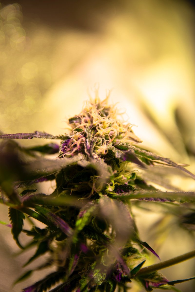RiteInnovations's tweet photo. https://t.co/gZFWnTPfTQ 

From the selection of botanicals to your exhale, the cannabis ritual connects us all. Join us as we appreciate and explore the benefits of this process.

#herbs #Wellness #experience #riteinnovations #terpenes #tips #appreciation https://t.co/5jIiePl5sz