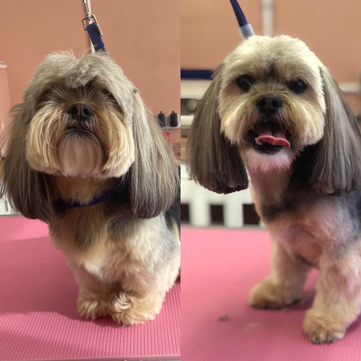MaddysMutts's tweet photo. Margo the little sass queen 👑 all glammed up! 

#doggrooming #nottingham https://t.co/4SBZ8S4cQH