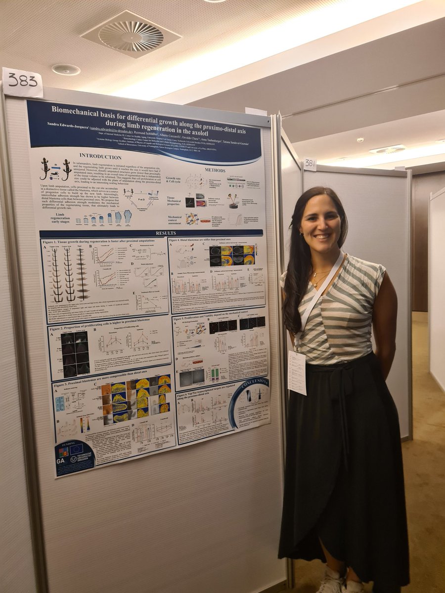 SandraEdwJor's tweet photo. If you want to learn more about our work with the #axolotl in the @TatiSandGuz lab, please visit our posters!! #ISDB2021 
#383 to learn about mechanically regulated growth (me) and
#387 to learn about spatial regulation of bone resorption during limb regeneration with @AreaAires https://t.co/6NKrwvLd07