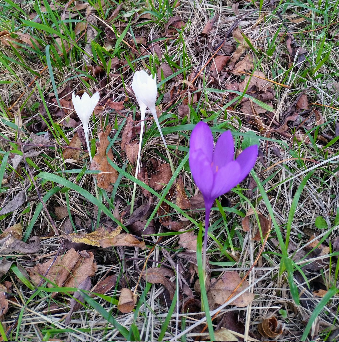 AHojarasca's tweet photo. #Quitameriendas "blancas".. siempre habrá, afortunadamente, algo que nos sorprenda al visitar el #Bosque ..

https://t.co/nLxba5mJhG https://t.co/FAd6ttd679