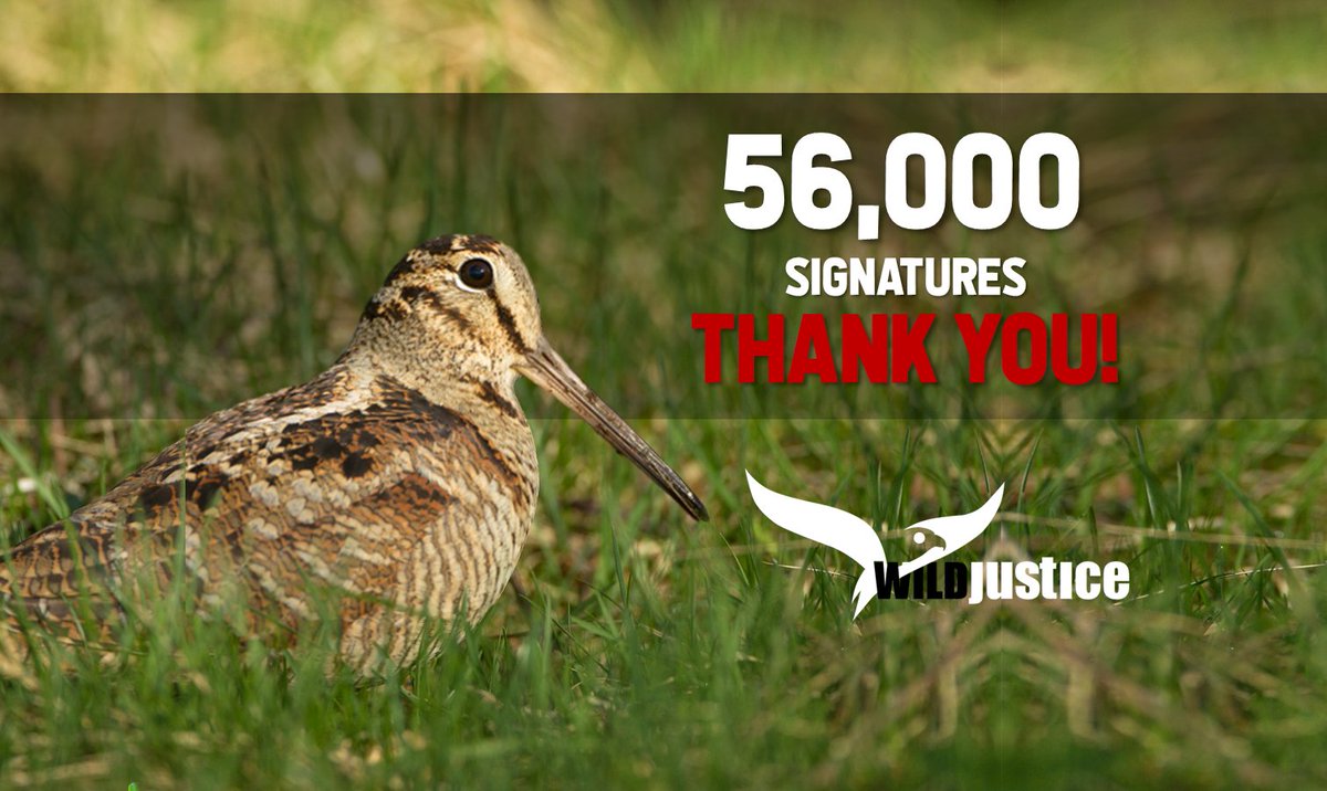 Thank you, all 56,164 of you, who've now signed our petition! Help us limit the shooting season for Woodcock - add your name: petition.parliament.uk/petitions/6196…
