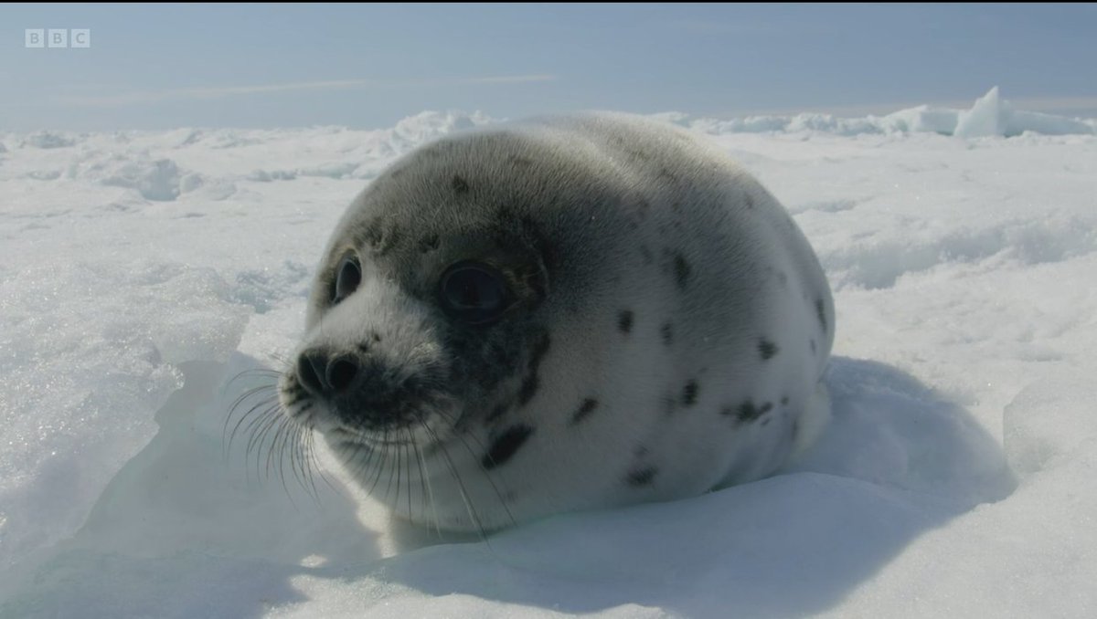 _SMRU_'s tweet photo. ICYMI: @_SMRU_ research was featured on @BBCOne last night in #FrozenPlanet2. Catch up on iPlayer to learn about @JamesGrecian's work tracking juvenile harp seals to understand challenges facing this species in the changing #Arctic 🦭🛰️. #OA paper 👉https://t.co/UwghXiaZk1 https://t.co/31udabkpBR